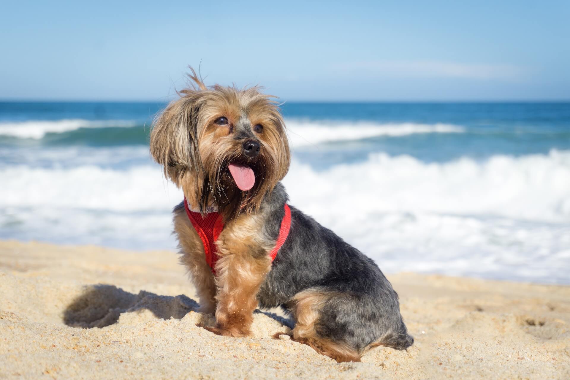 Emergency veterinarian in San Diego