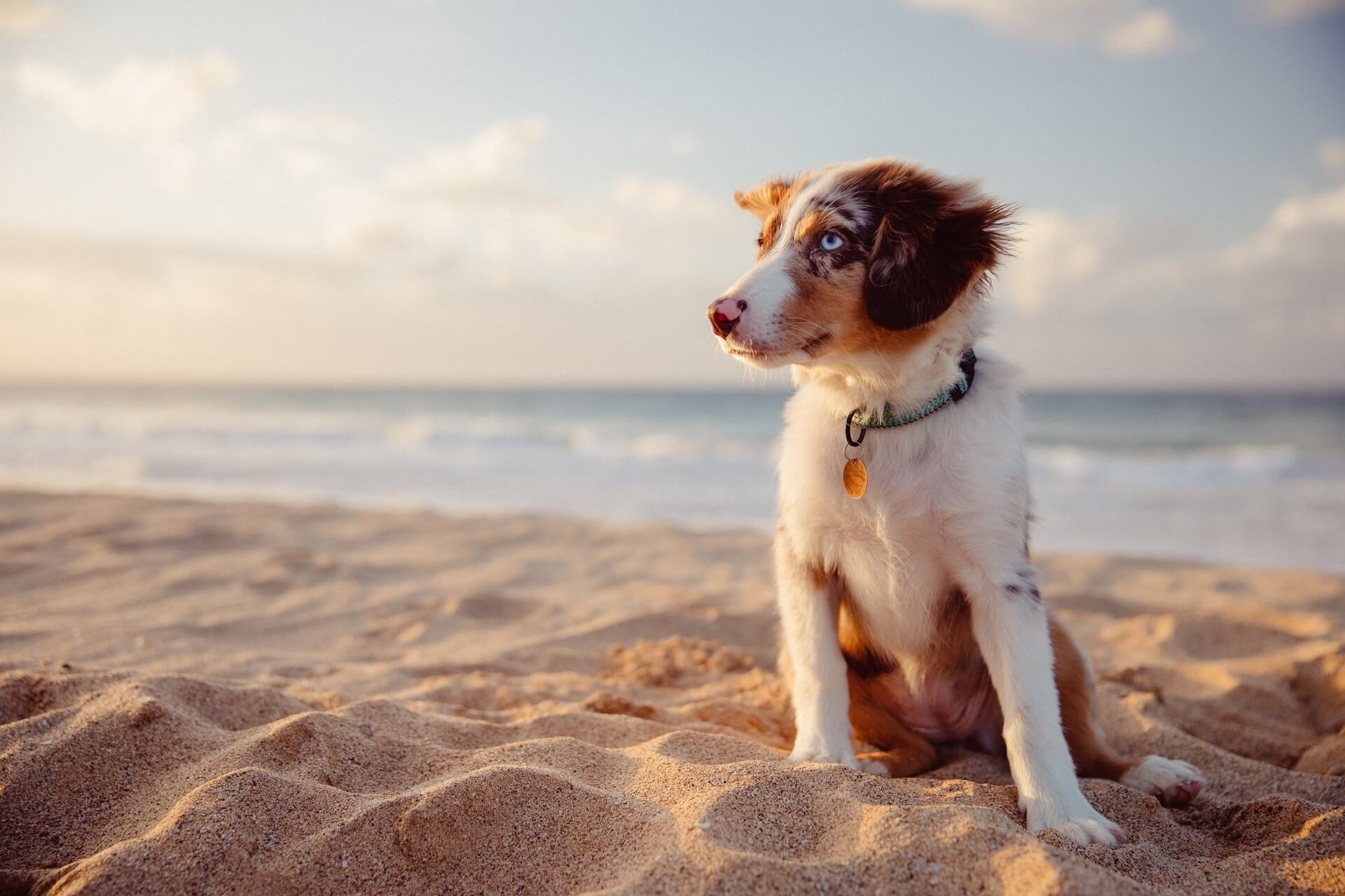 Veterinary Hospital in San Diego Mobile