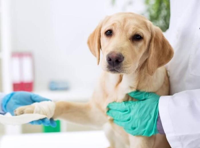 Common Dog And Cat Emergencies That Require Immediate Veterinary Care