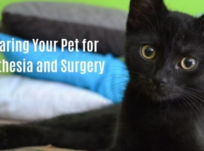 Preparing Your Pet for Anesthesia and Surgery
