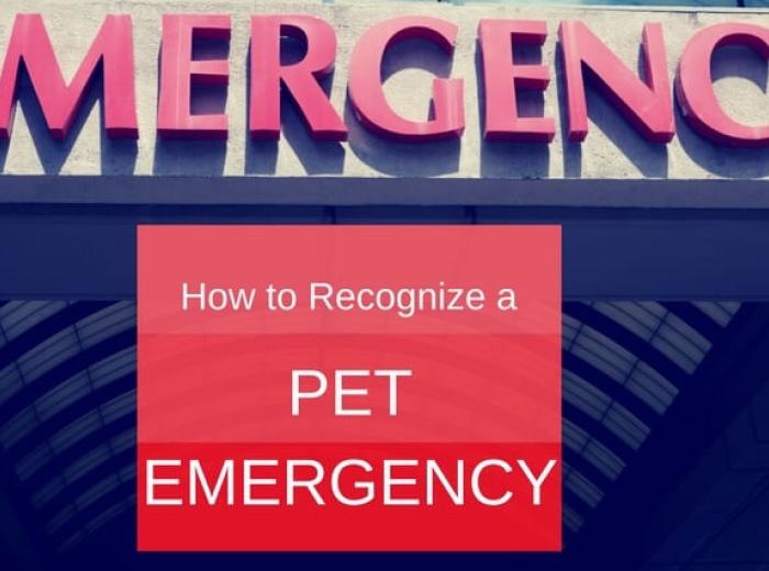 How to Recognize a Pet Emergency