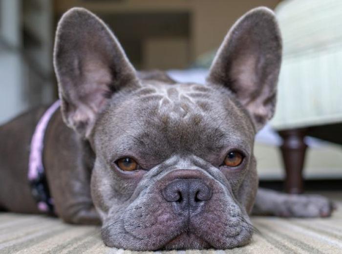 Advocating for Your Pet with IVDD:  Tips for Working with Your Veterinarian and Care Team