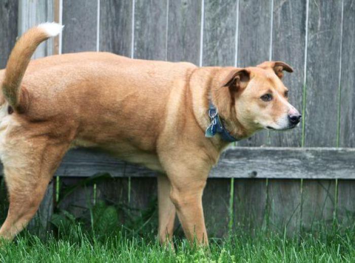 Bladder Stones in Dogs: Symptoms, Treatment, Removal, and Prevention