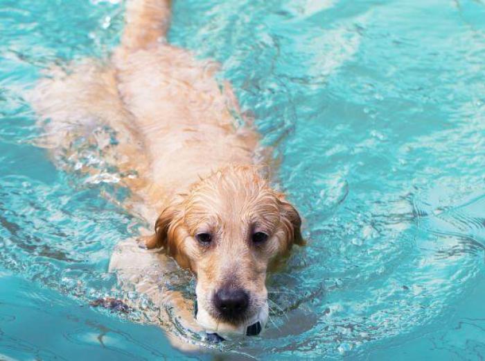 Dealing With a Sprained Dog Tail? Here’s Everything You Should Know About Swimmer’s Tail