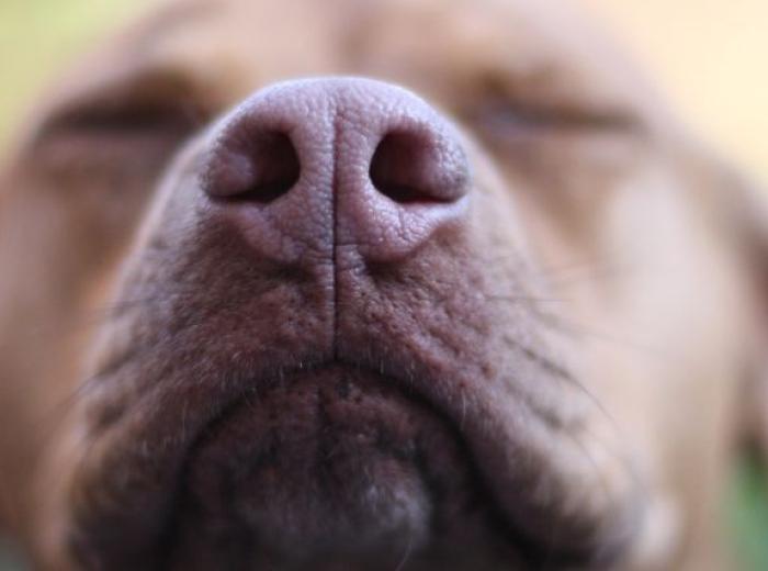 Sniffing Out the Truth: Essential Oil Safety for Pets