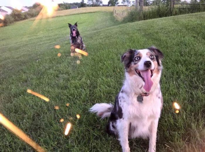 Freedom From Fear: Noise Conditioning for Fireworks and Thunderstorms
