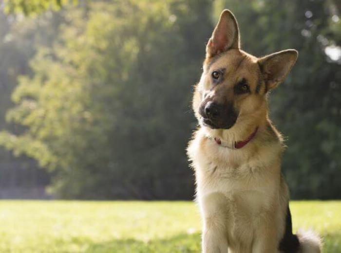 Osteosarcoma in Dogs: Signs, Treatment, and What Owners Need to Know