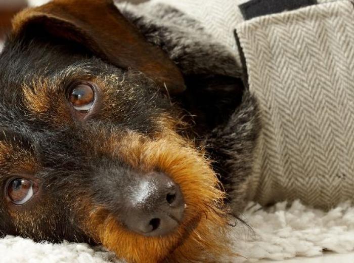 What Every Pet Owner Should Know About Canine and Feline Seizures