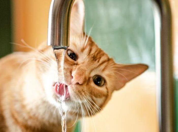 Is My Cat Dehydrated? Spotting Dehydration in Cats and Promoting Healthy Drinking Habits