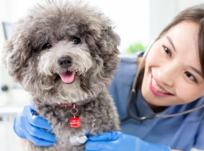 Pet Heart Health 101: Common Cardiac Conditions in Dogs & Cats