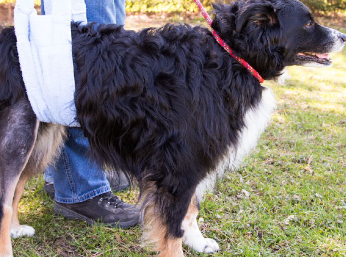 My Dog Tore Its Cruciate Ligament, Now What?