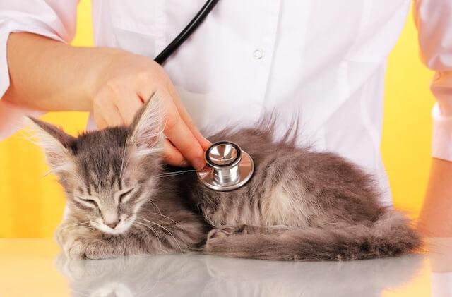 24/7 Onsite Veterinarian